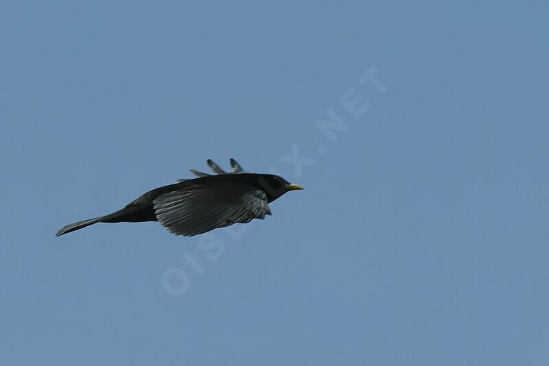 Alpine Chough