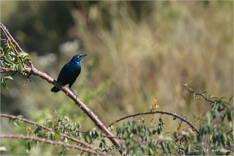 Greater Blue-eared Starling