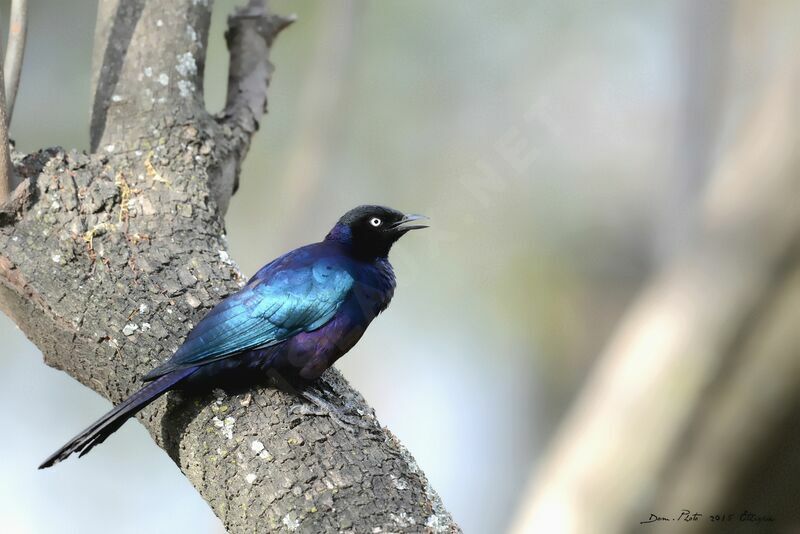 Rüppell's Starling