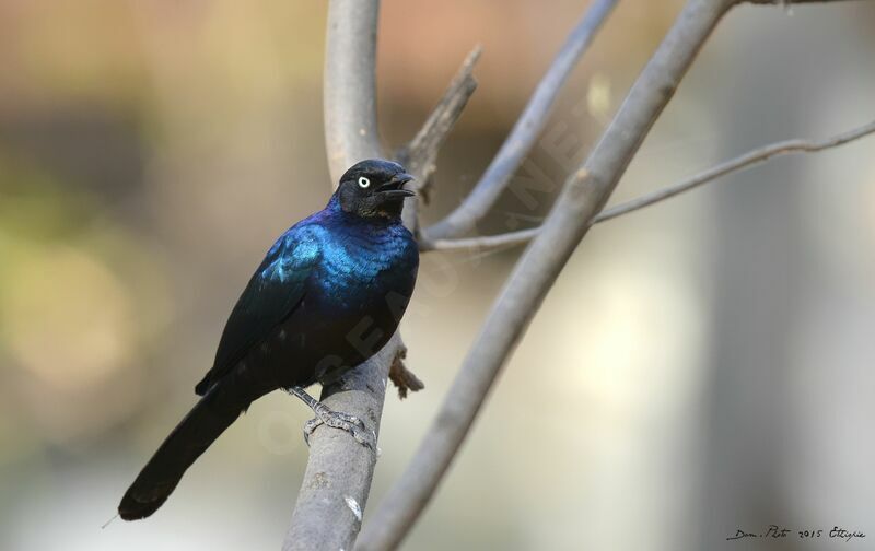 Rüppell's Starling