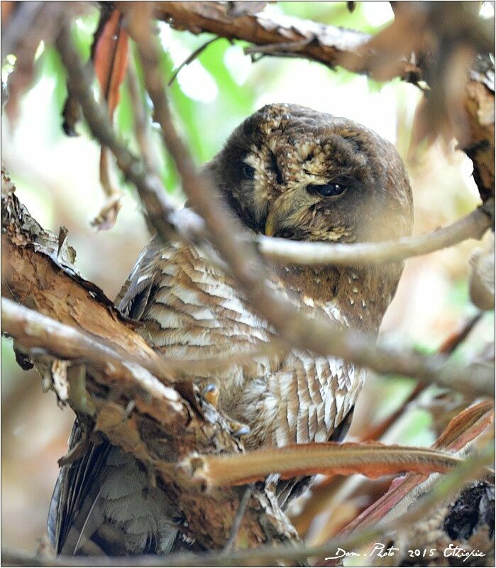 African Wood Owl