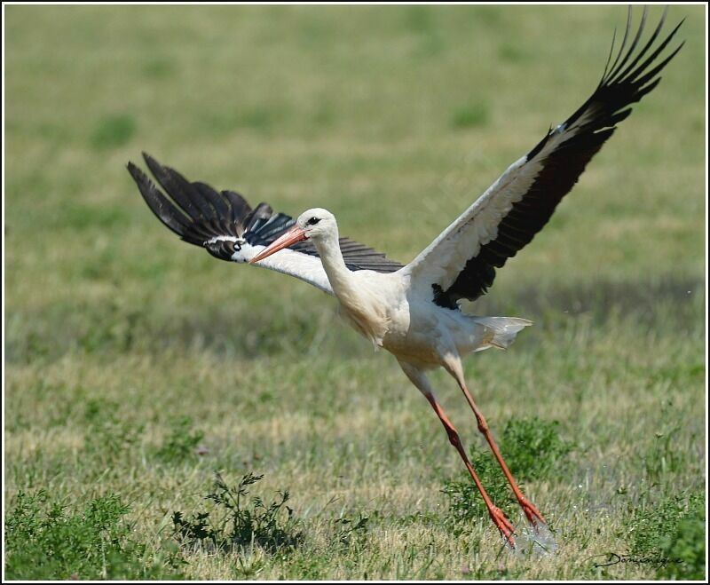 White Stork