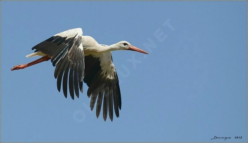 Cigogne blanche