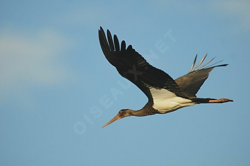 Cigogne noirejuvénile