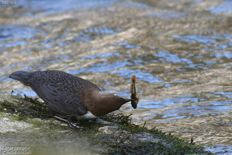 White-throated Dipper