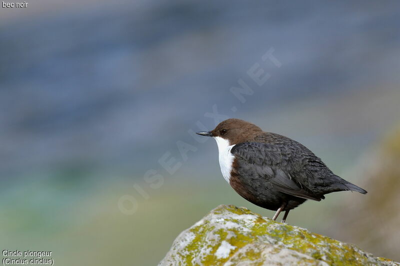 White-throated Dipper