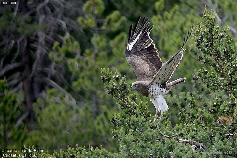 Short-toed Snake Eagle