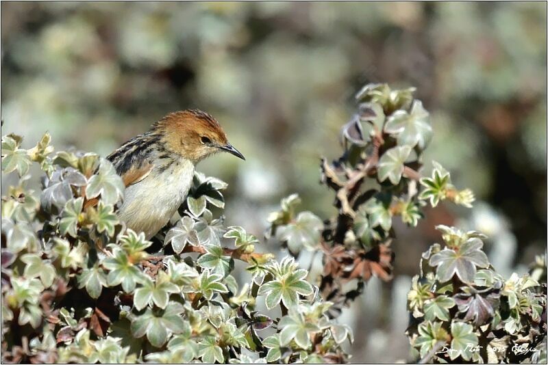 Ethiopian Cisticola