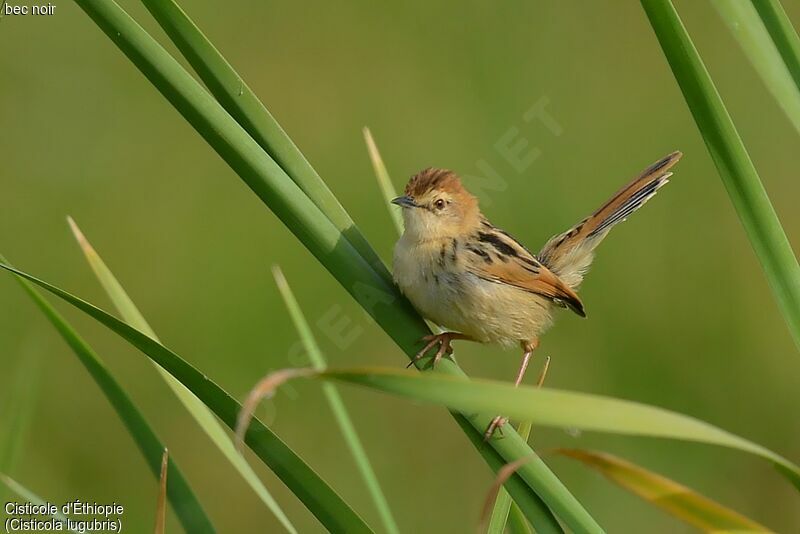 Ethiopian Cisticola