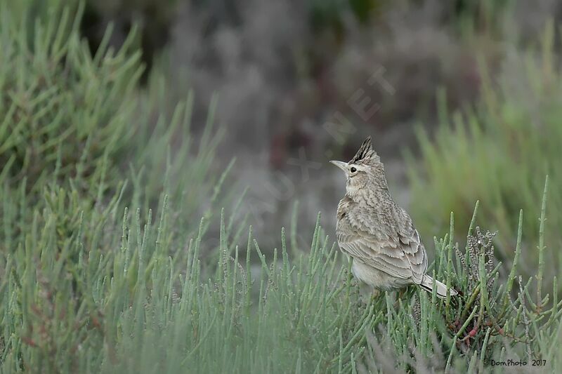 Crested Lark