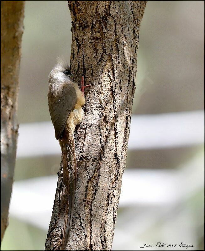 Speckled Mousebird