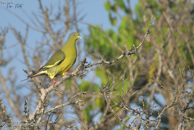 Colombar à double collier