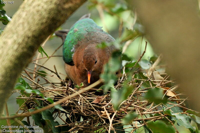 Pacific Emerald Dove