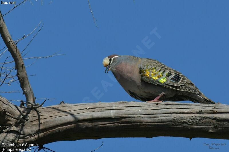 Brush Bronzewing