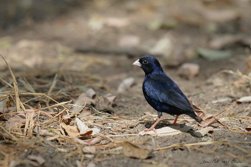 Village Indigobird