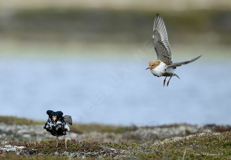 Ruff male