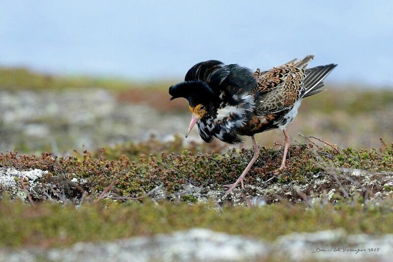 Ruff male