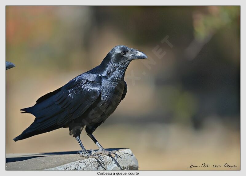 Corbeau à queue courte