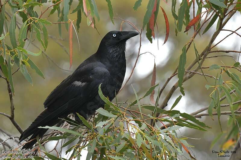 Forest Ravenadult, identification