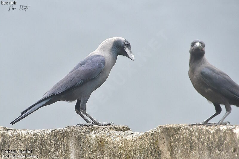 Corbeau familier