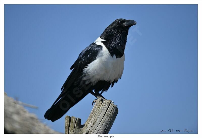 Pied Crow