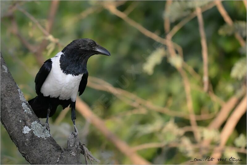 Pied Crow