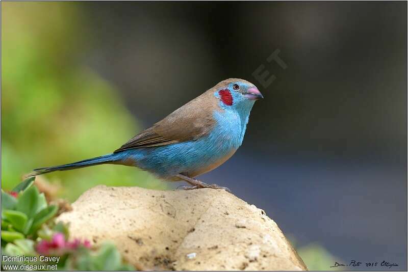 Cordonbleu à joues rouges mâle adulte, identification