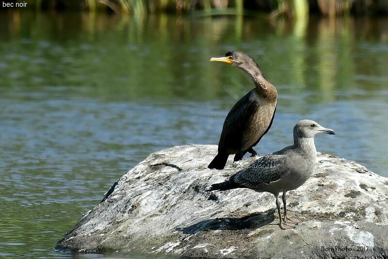 Double-crested Cormorant