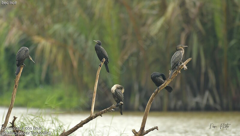 Cormoran à cou brun