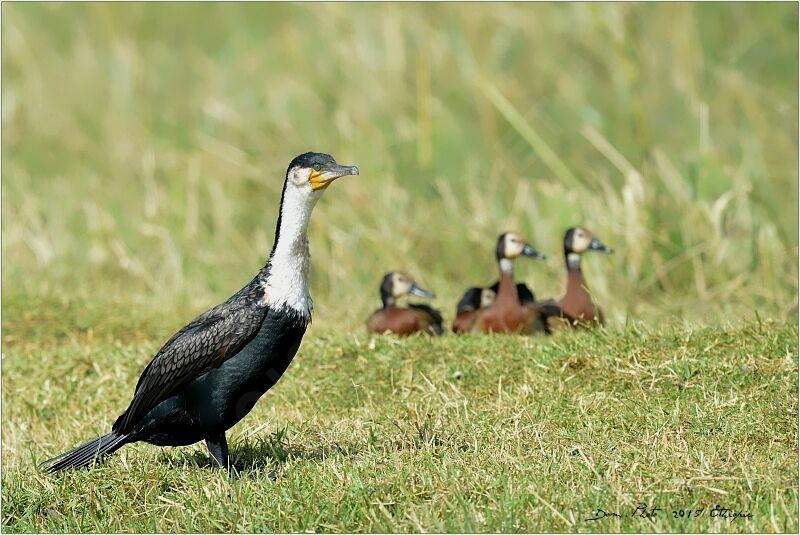 White-breasted Cormorant