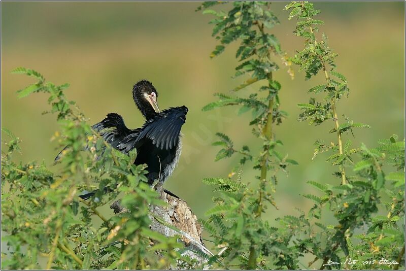 Cormoran africain