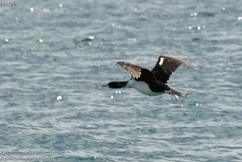 Otago Shag