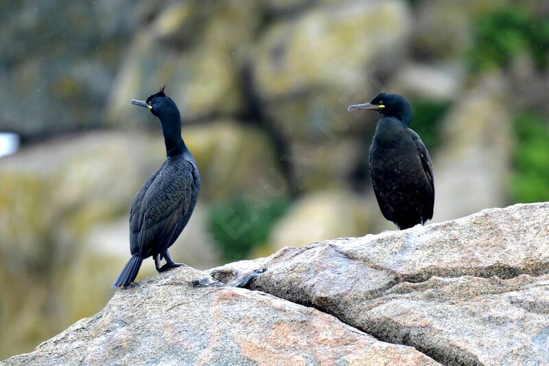 European Shag