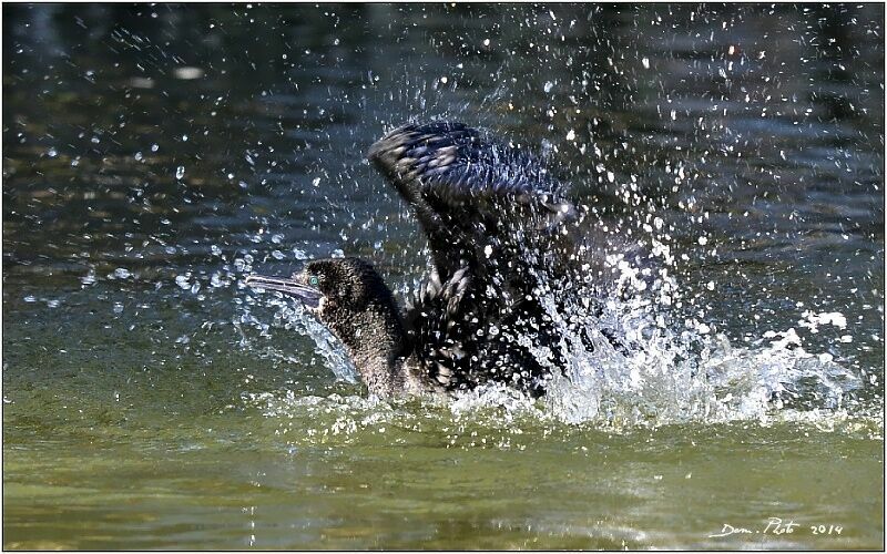 Little Black Cormorant