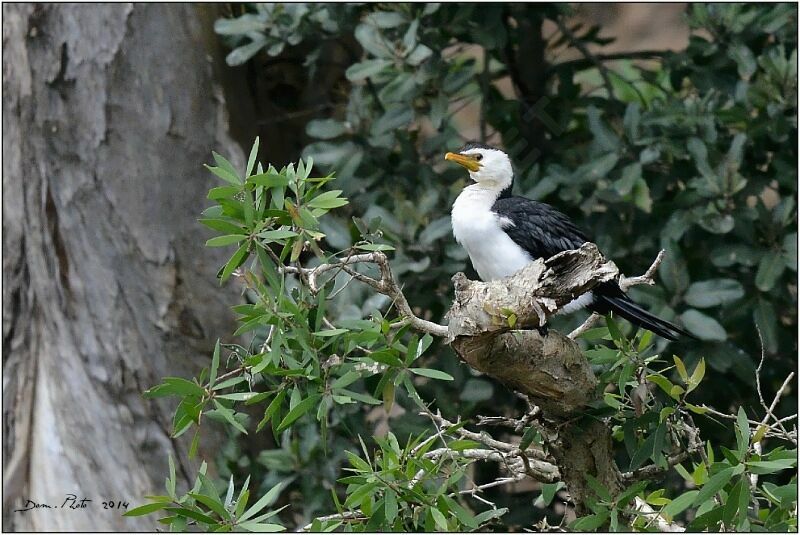 Little Pied Cormorant