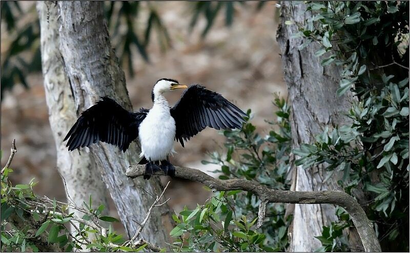 Little Pied Cormorant