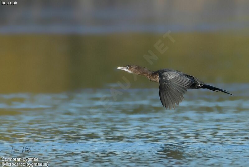 Pygmy Cormorant