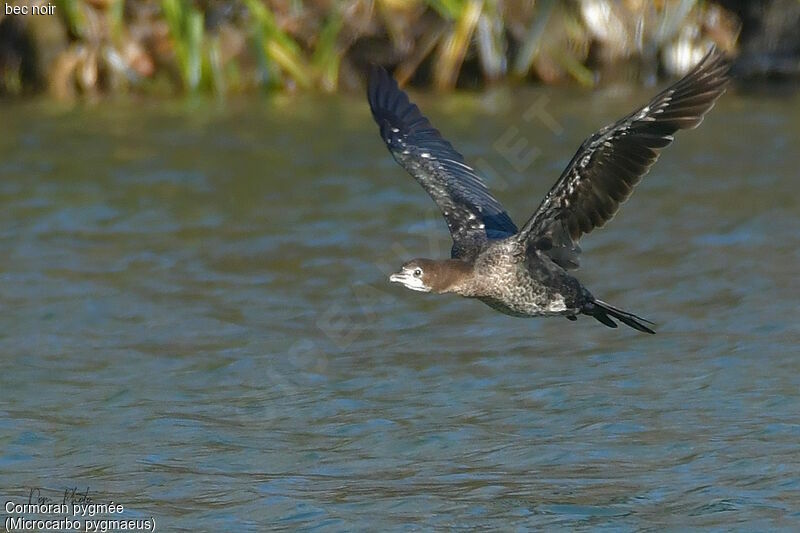 Pygmy Cormorant