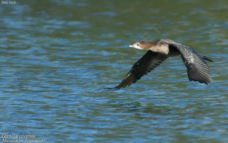 Pygmy Cormorant