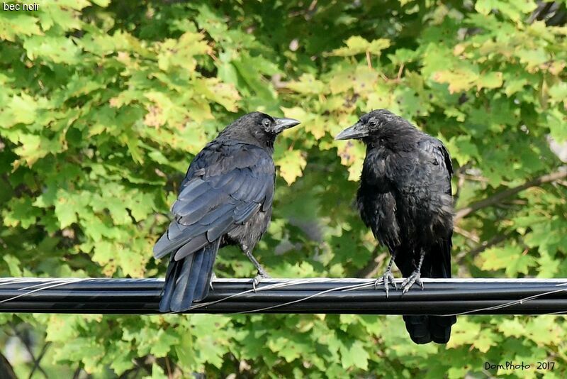 American Crow