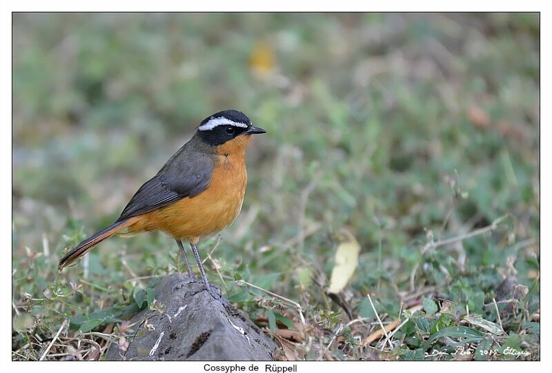 Rüppell's Robin-Chat