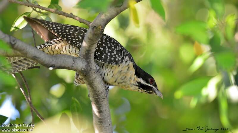 Pacific Koel female adult, identification