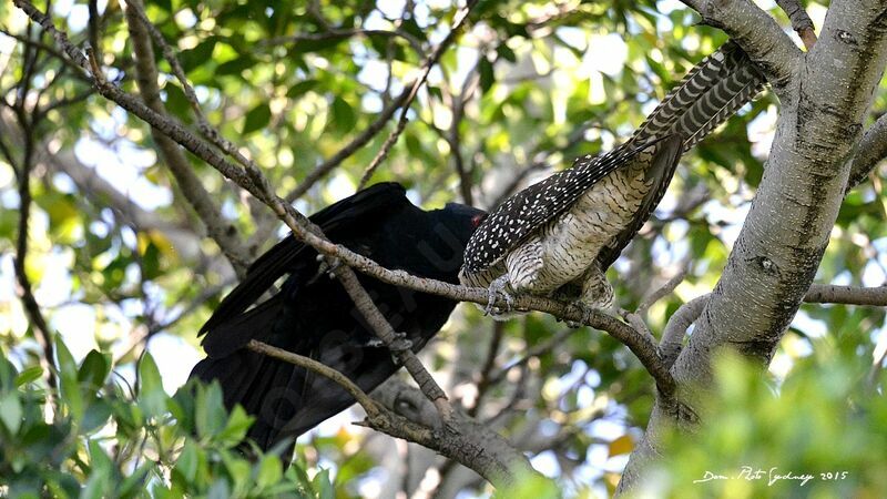 Pacific Koel