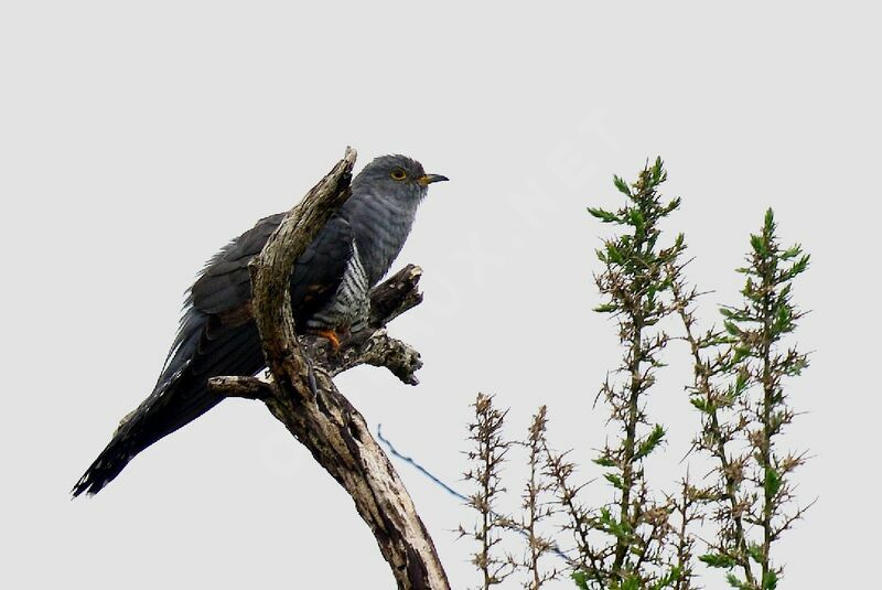 Common Cuckoo