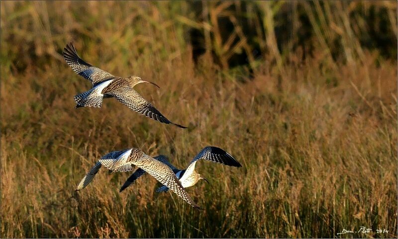 Eurasian Curlew