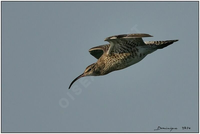 Eurasian Whimbrel, Flight