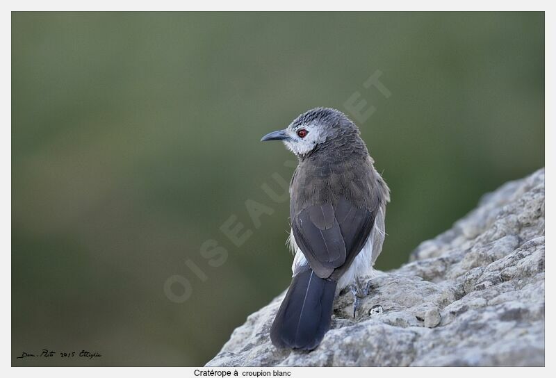 White-rumped Babbler