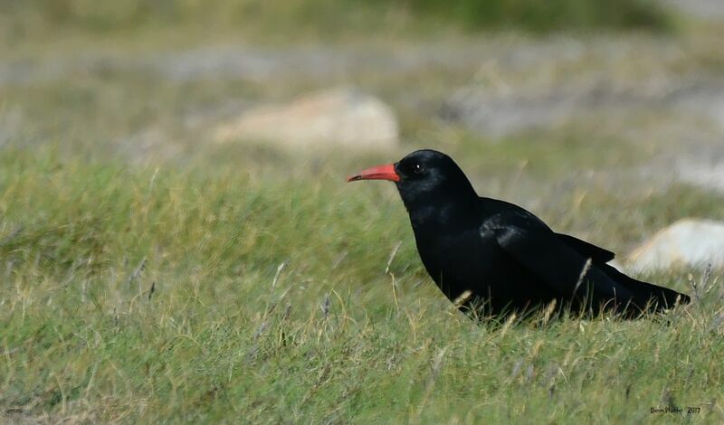 Red-billed Chough