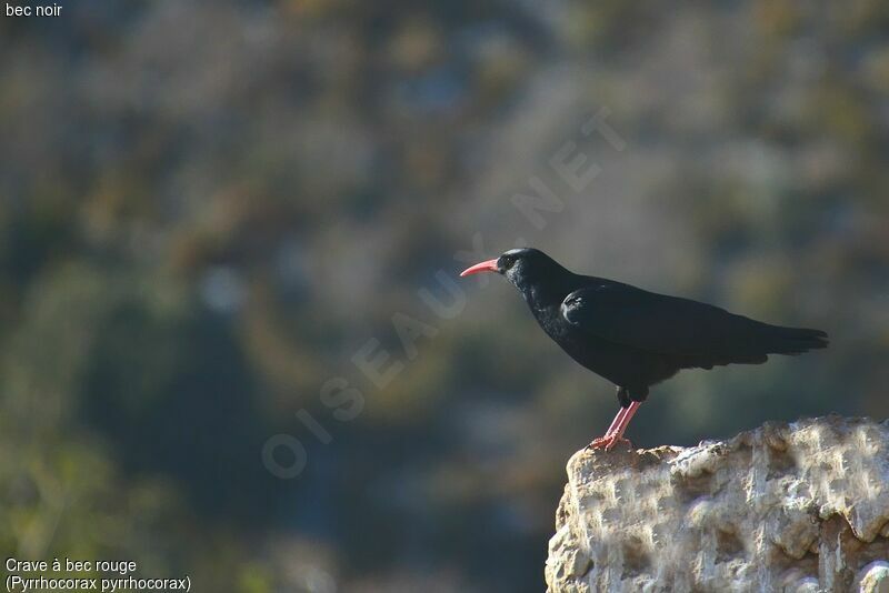 Red-billed Chough