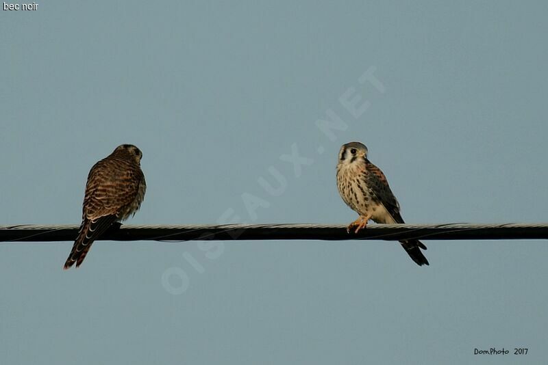 American Kestrel